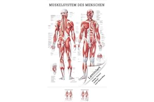 RÜDIGER Menschliches Muskelsystem Lehrtafel Anatomie 100x70 cm medizinische Lehrmittel