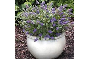 Hardy Buddleia Garden Plant, Dwarf Butterfly Bush Plants Shrub Ideal for Patios & Small Gardens, Blue Flowers Attract Butterflies & Bees, 1 x Buddleja Blue Chip in 3 Litre Pot by Thompson & Morgan