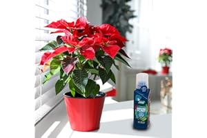 HAPPY PLANTING UK Poinsettia Plant - Indoor Christmas Plant, Real Live Plant, Real Festive Christmas House Plants Indoor Potted Plants (40-60cm) (+ Plant Feed)