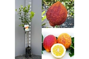 SAVINI VIVAI L'ARTE DI FARE NATURA SAVINI VIVAI Plante de Citronnier Agrumes Citron à Peau Rouge en Phytocelle Hauteur 100-120 cm à partir de 1 an de Greffe Made in Italy