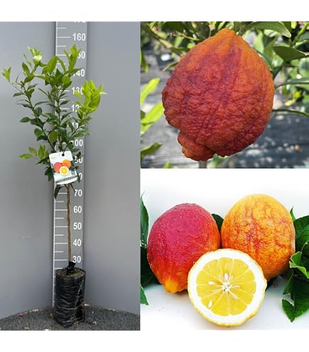 Olivenpflanze Aus Italien Leccino Olivenbaum Aus Italien  Robust &  Ertragreich, Ca. 110150 Cm, 1 Jahr Veredelt, Im Phytocell-Topf