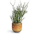 ABEFARIYA Pencil Cactus Plant| Euphorbia Tirucalli Milk bush Plant - with Grow bag -(height 30-35 c.m.) for home gardening (Pack Of - 1)