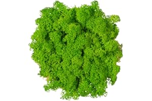 VERDE STABILIZZATO Lichene stabilizzato sfuso da 250g/500g - 100% naturale vivo conservato - vari colori - per decorazioni, modellismo, terrario, parete (Verde Chiaro, 500g)