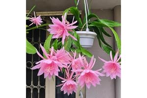 Original Pink Brahma Kamal Live Plant For Indoor Outdoor Home, Balcony & Terrace Garden (Pack of 1)
