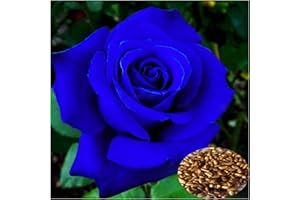 HIBORTH 100 Graines de Rose Bleue Rare - Fleurs Bleu Intense pour Jardin, Balcon ou Pot - Plante Décorative Exotique - Facile à Cultiver et à Germer - Idée Cadeau Unique (Bleu)