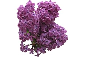 SAMENCHILISHOP (IMMER NUR EINMAL VERSAND) Lila 10 Semillas (Syringa Vulgaris) Fragante y Precioso - Resistente al invierno y Bonsai adecuado-