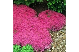 Graines de fleurs rampantes Graines de thym ou de graines bleu arabette - décoration de jardin vivace Couvre-sol fleur 40pcs AA