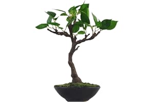 Leaf Artificial Tree, Mixed Materials, Mini Bonsai, 25cm