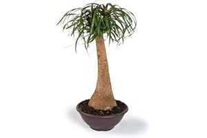 Cool Green - Planta natural interior - Beaucarnea - Apta para Mascotas