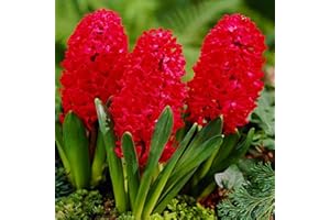 COOTO Bulbi Giacinto x3 Bulbi Fiori Giacinti bulbi Fiori da giardino Giacinto bulbo rosso Jan Bos