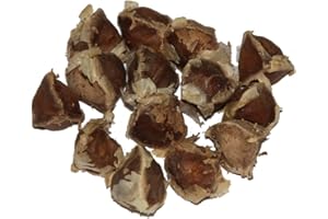 SAMENCHILISHOP (IMMER NUR EINMAL VERSAND) Moringa -Moringa oleifera- >>>Mengen/Stückzahl Wählbar<<< *Auch Meerrettichbaum genannt* (25)