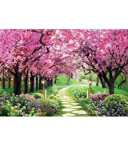 Foto studio e Illuminazione WaW rosa fiore fondale studio fotografico fiori strada natura