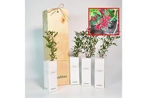 FINCA CASAREJO Pistachier Lentisque | Arbuste Méditerranéen | Arbre avec Fruits Comestibles | Jeune Pousse de 30 cm Reçue dans une Caisse en Bois Réutilisable | Pack 4 Unités