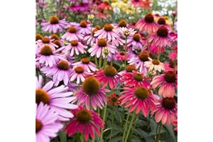 LEGUTKO Semillas mixtas de Coneflower - Echinacea