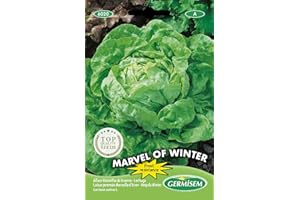 Germisem Kopfsalat MARVEL OF WINTER, mehrfarbig, EC6020
