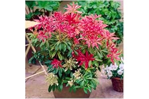GrowOn Shrubs [x2] Pieris Japonica 'Forest Flame' | 2 Litre Pots | Multi-Pack | Evergreen Shrubs | Spring Flowering | White Flowers
