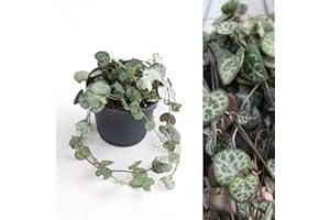 CARBETH PLANTS Ceropegia lineraris woodii - String of Hearts in 9cm Pot - Can be Displayed in Hanging Planter (1 Plant)