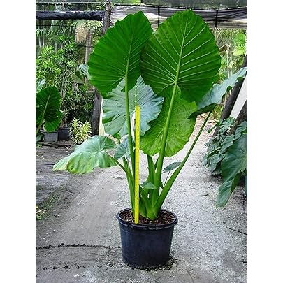 Mall~Kerala : 2 Bulbs of Rarest Alocasia 'PORTORA' Elephant Ear