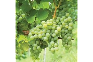 Thompson & Morgan Grape Vine ‘Phoenix’ Garden Fruit Plant High Yield Variety Producing Sweet Green Skinned Edible Fruit for Vineyard (1 x 3 litre Pot)