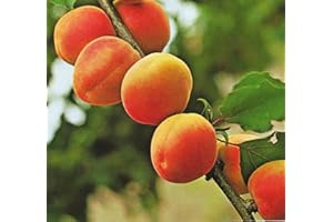 VEG SRLS Pianta da frutto ALBERO SIMILE DI ALBICOCCO -PRUNUS ARMENIACA- DI SETTEMBRE DAI FRUTTI GROSSI pianta vera Ø 19 cm - h 150 cm