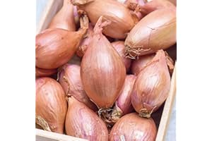 Carbeth Plants - Shallot Jermor 250g Vegetable Sets - Autumn Planting Winter Hardy Banana Shallots Bulbs - Sweet Flavoured Easy Planting Outdoors Superior Growth - Grow Your Own Vegetables
