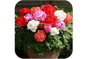 GROWTANICAL Geranium Cabaret Mixed Pelargonium Mini Plug Plants x 24 for Potting On