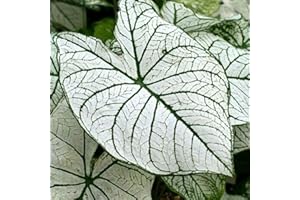 TOYHEART 100 Stück Premium Blumensamen, Caladium Vent Seeds Großes Blatt Mix Farbe Zier Rustikale Caladium Vent Seeds Für Zuhause 1