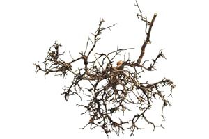 Lucky Reptile DDB-N Buisson du Désert Naturel 15-20 cm