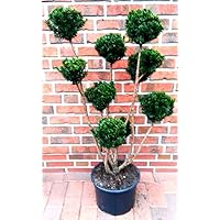Eibe, Taxus media Hillii - Gartenbonsai, Höhe: 110-120 cm + Dünger