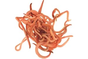 Wiggly Wigglers Worms and Bedding Block Garden Worms For Raised Beds(250g)