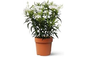 Adelfa Blanca - Planta Natural - Nerium Oleander - Planta de Exterior - Purificadora - Fácil de cuidar - Riego Moderado - April Plants - Altura: 100-110 cm