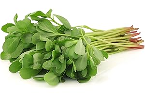 JUST SEED JustSeed - Salad - Purslane - Green - 50000 Seed/ 20g - Large Packet