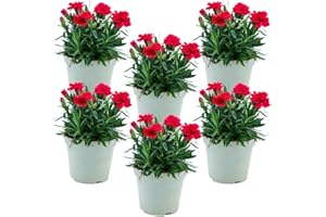 FIORI COMMESTIBILI BIO Garofano (6 PIANTE) - Fiori NON commestibili - Azienda agricola Carmazzi