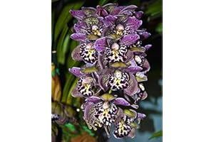 ALASINES Cymbidium Orchidea Bulbi, Fiore ornamentale, Purificazione dell'aria, Resistenza al freddo, Fragranza floreale,Lungo periodo di fioritura,Berenne-5 Bulbi,G