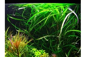 AQUAPLANTS Hygrophila costata - 1 Bunch - Plante Vivante Aquarium