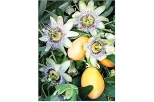 TREE ONLINE NURSERY 2X Blue PASSONFLOWER Passiflora coerulea,15-20cm Tall Starter Plants in 7/8cm pots- The hardiest Passion Flower for The UK - Fast Growing Climber with Large, Blue Flowers