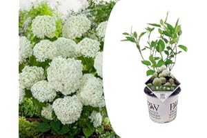 Plant in a Box - Hortensia Strong Annabelle - Hortensia - Arbuste Caduc Fort et Résistant à l'Hiver - Pot 19cm - Hauteur 30-40cm