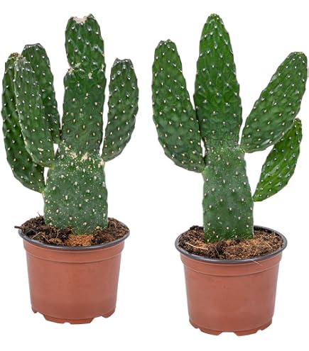 Feigenkaktus - Opuntia Vulgaris - Gesamthhe 50-60 cm - Topf  20 cm :  Amazon.de: Garten