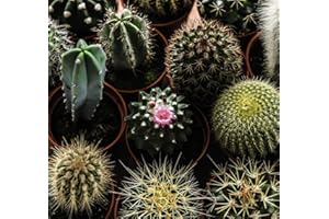 GARDENERSDREAM Juego de 5 cactus en maceta de 5,5 cm