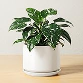 LE TAUCI 17cm Ceramic Flower Pot with Saucer and Drainage Hole, Modern Planter for Indoor Plants, Sturdy and Durable, Home De