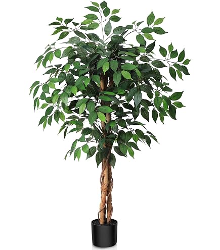 philodendron glad hands mature Philodendron Glad Hands – Leaf Stork main image 1