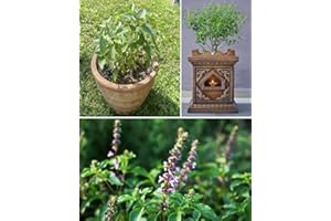 GENERIC Tulsi Seeds | Holy Basil Seeds | Ocimum Sanctum | 100+