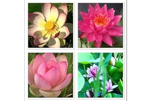 GENERISCH Lotus Semillas Mezcla 10 Semillas nelumbo nucifera Resistente al Invierno y Robusta