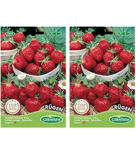 Fresa 'Gento' - Fragaria ananassa 'Gento' - Le Jardin du Pic Vert