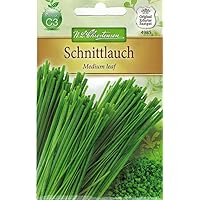Chrestensen Schnittlauch 'Medium leaf' mittelgrobröhrig mehrjährig (Allium schoenoprasum