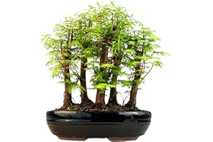 BONSAI LT Metasequoia Arbre de bonsaï avec pot de fleurs en céramique - Bonsaï - Forêt - Arbre extérieur (P26)