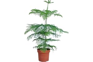 Bloomique - Araucaria Heterophylla - Zimmertanne - Norfolktanne - Zimmerpflanzen - Weihnachtsdeko - Höhe 80-100 cm - Topf 21 cm