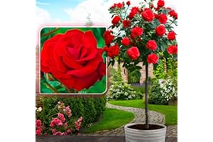 EUROPA GREEN Lot de 6 Rosiers sur Tige - 120 cm de Hauteur - Idéal pour Balcon, terrasse, Petit Jardin - Convient en Pots et Pleine Terre (Scarlet, Pascali, Osiria, Double Delight, Papageno, Hokus Pokus)
