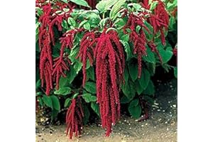 Benoon Getreide-Amaranth-Samen, 100 Stück/Beutel Getreide-Amaranth-Samen Feuchtigkeitsbedarf Schnell Wachsende Pflanzen Yard Amaranth-Samen Für Den Garten Samen