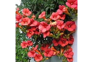 GardenersDream Campsis 'Madame Galen' - Plante Grimpante Résistante au Froid Bignone - Plantes Extérieur Jardin Vivaces - Plante de Balcon aux Fleurs Orange-Rouge